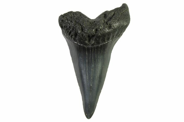 Fossil White Shark Tooth - South Carolina #332418